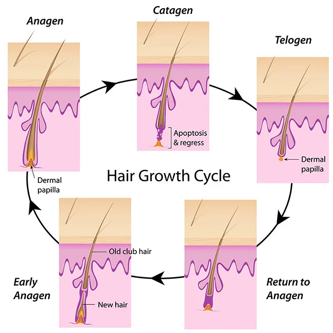 Ciclo de crecimiento de cabello